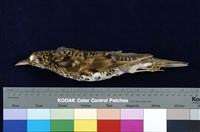 藏品(虎鶇)的圖片